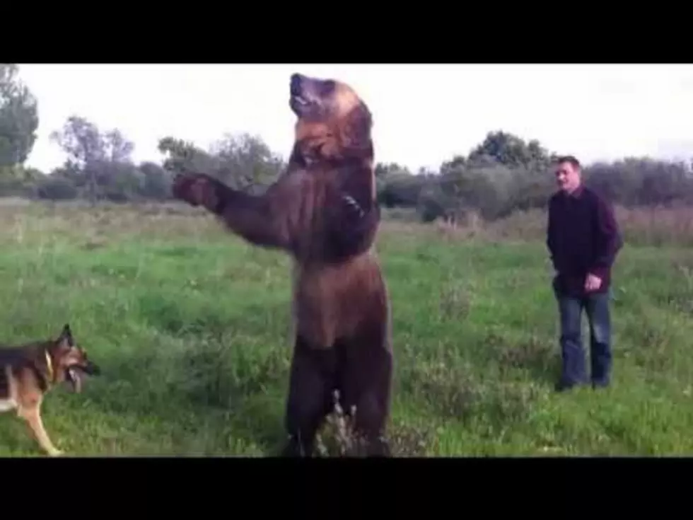 Watch As This Amazing Russian Bear Plays The Trumpet And Hula Hoops [VIDEO]