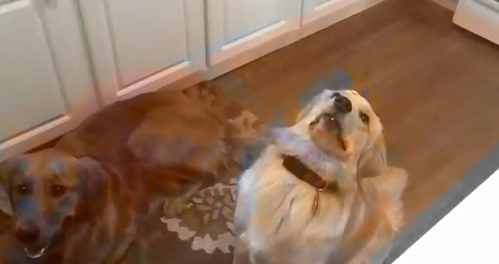 Watch This Dog Have A Dumb Blonde Moment [VIDEO]