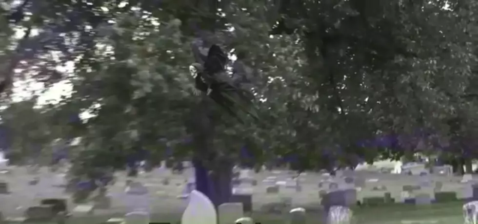 Remote Control Flying Reaper Is The Best Halloween Prank Ever [VIDEO]