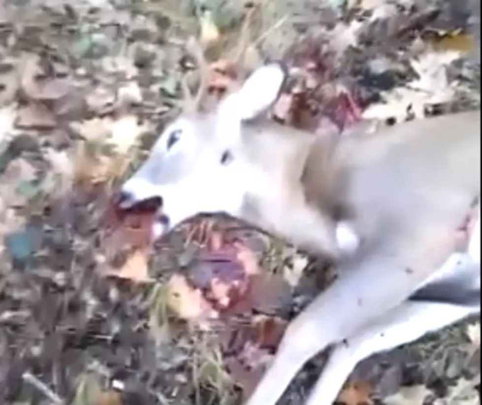 Hunter Walks Up On Deer He Shot, But Deer Isn’t Dead [VIDEO]