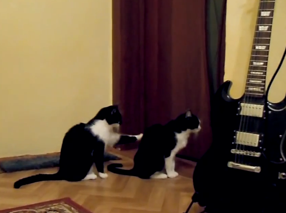 When Cat Apologies Go Terribly Wrong [VIDEO]