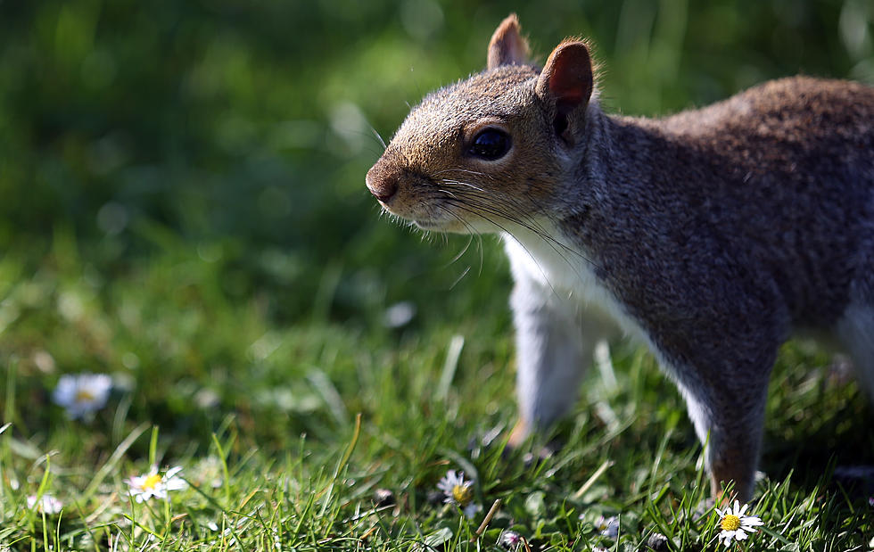 Didn’t You Know That Squirrels Don’t Like Selfies? [PIC]