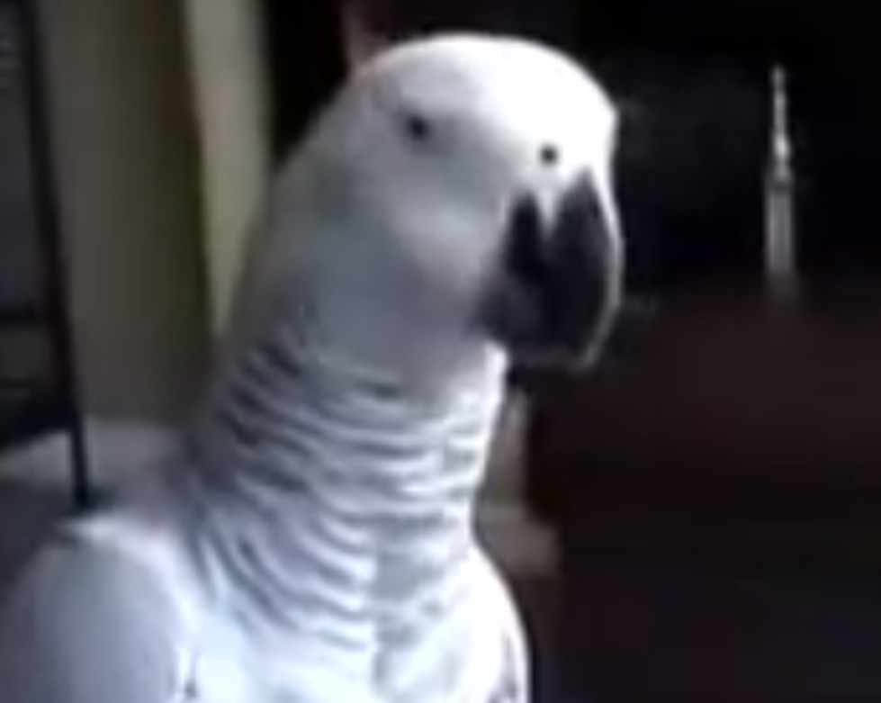 Sassy Parrot Owns It’s Owner When He Attempts To Touch It [VIDEO]
