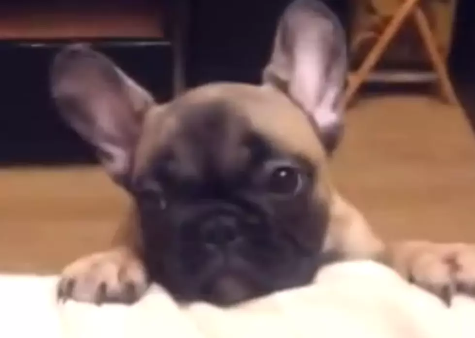 French Bulldog Begs Owner To Put Him On The Couch [VIDEO]