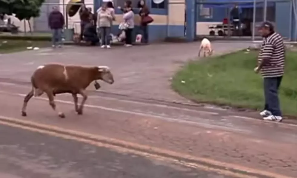 Watch This Angry Goat Terrorize An Entire Town [VIDEO]