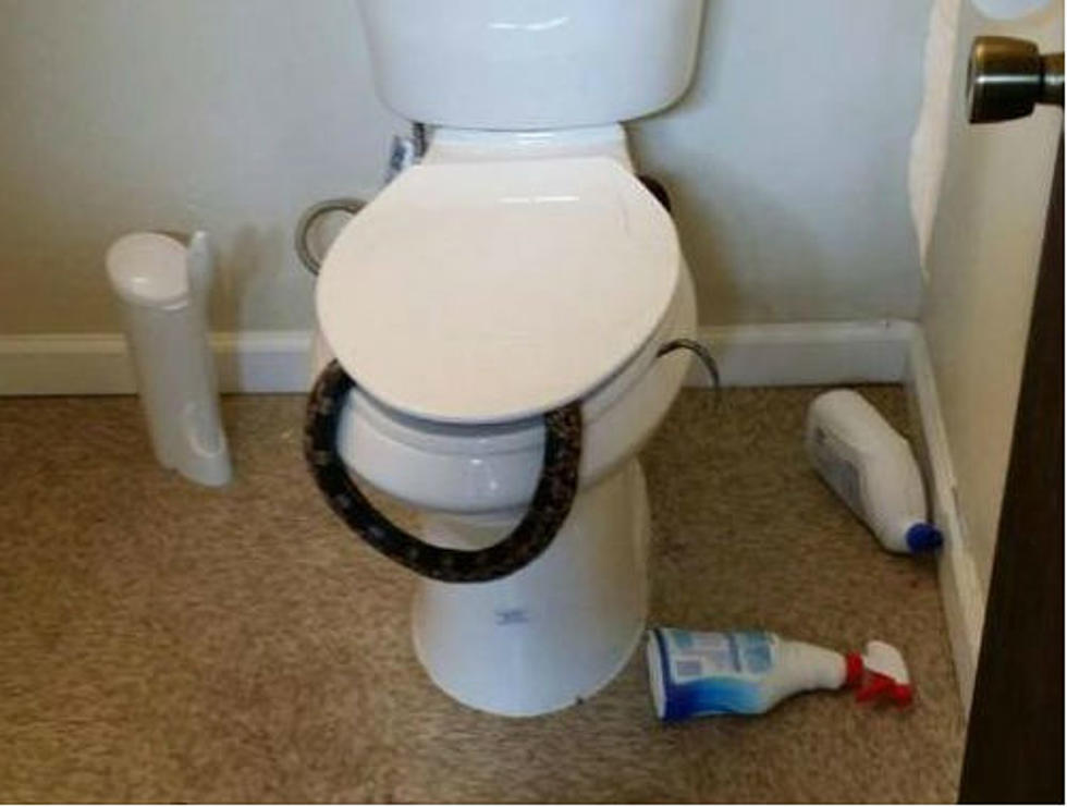 Female Officer Removes Snake That Workers Found Crawling Out Of Toilet [VIDEO]