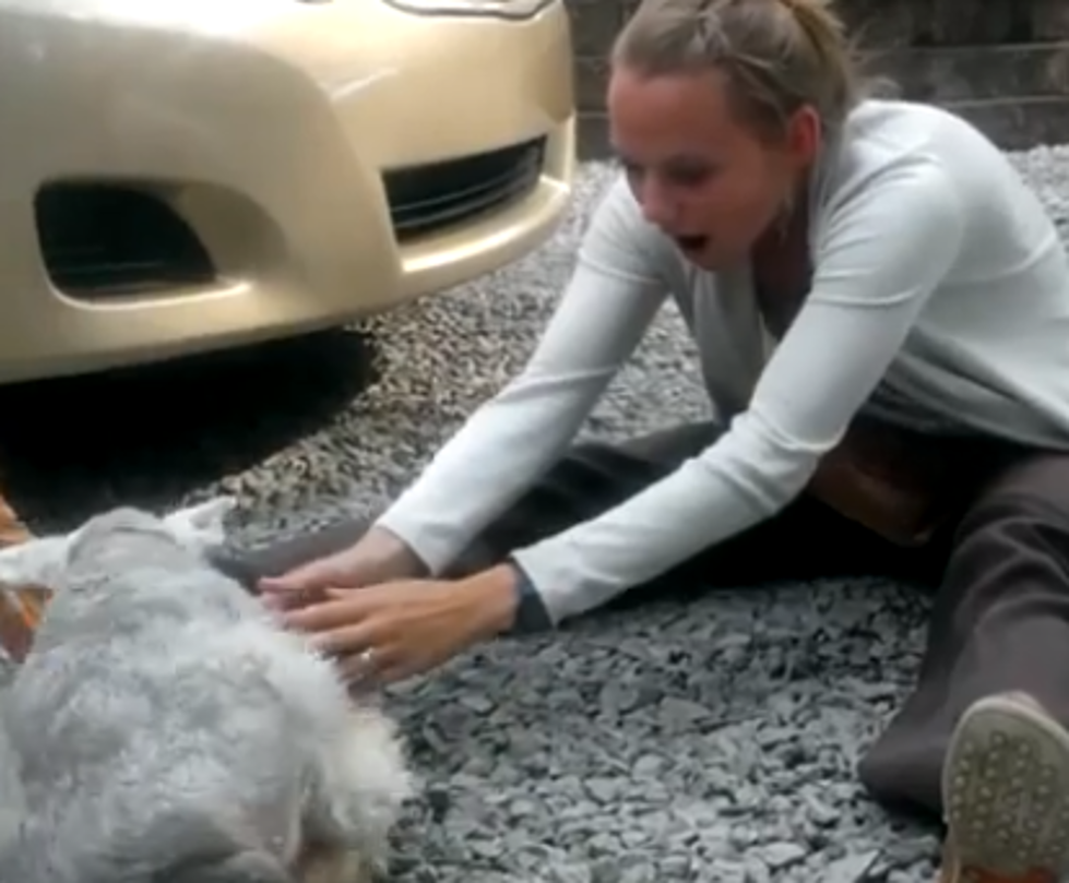 A Dog Is Overwhelmed When It Sees A Returning Family Member & Passes Out