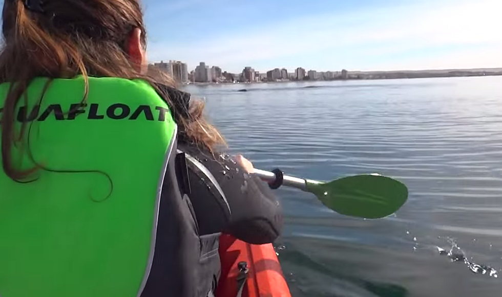 Whale Lifting Kayakers Out Of Water Is Both Scary And Amazing [VIDEO]