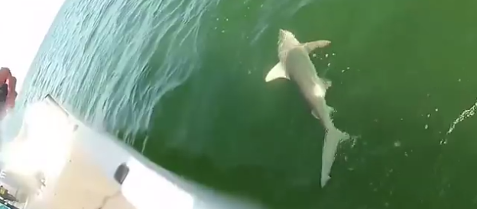 Have You Ever Seen A Fish Eat A Shark Whole? [VIDEO]