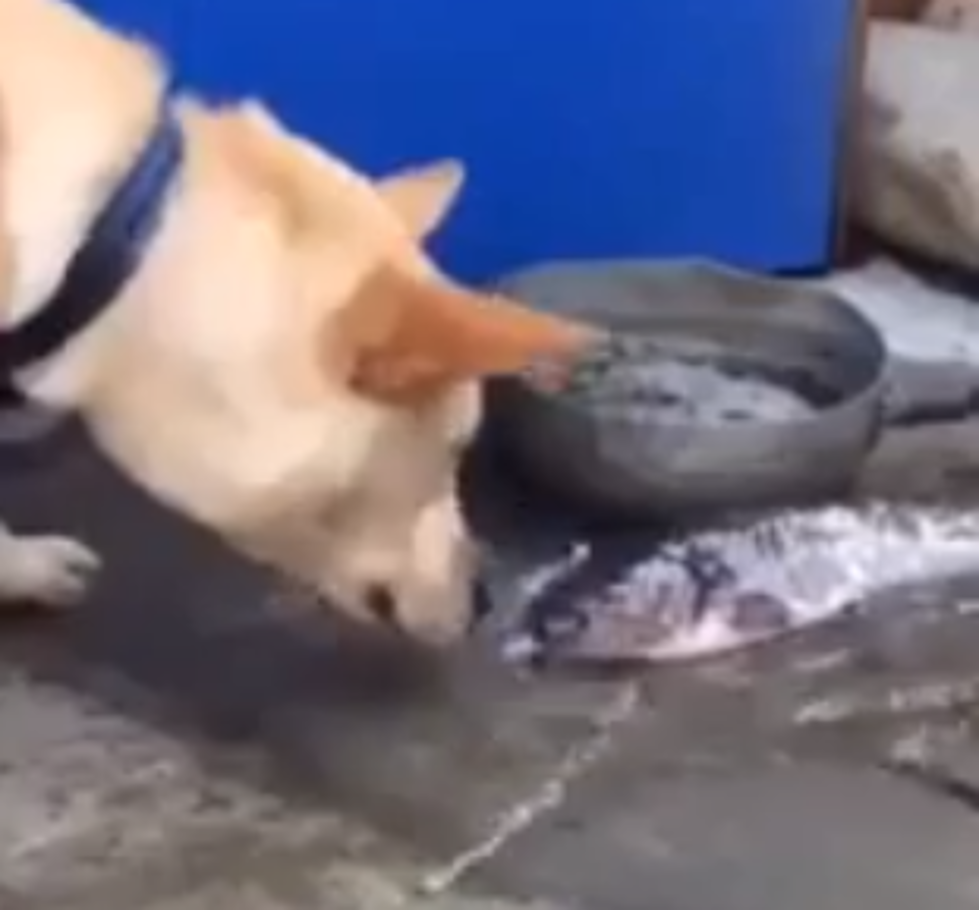 Dog Tries To Save Fish Out of Water [VIDEO]