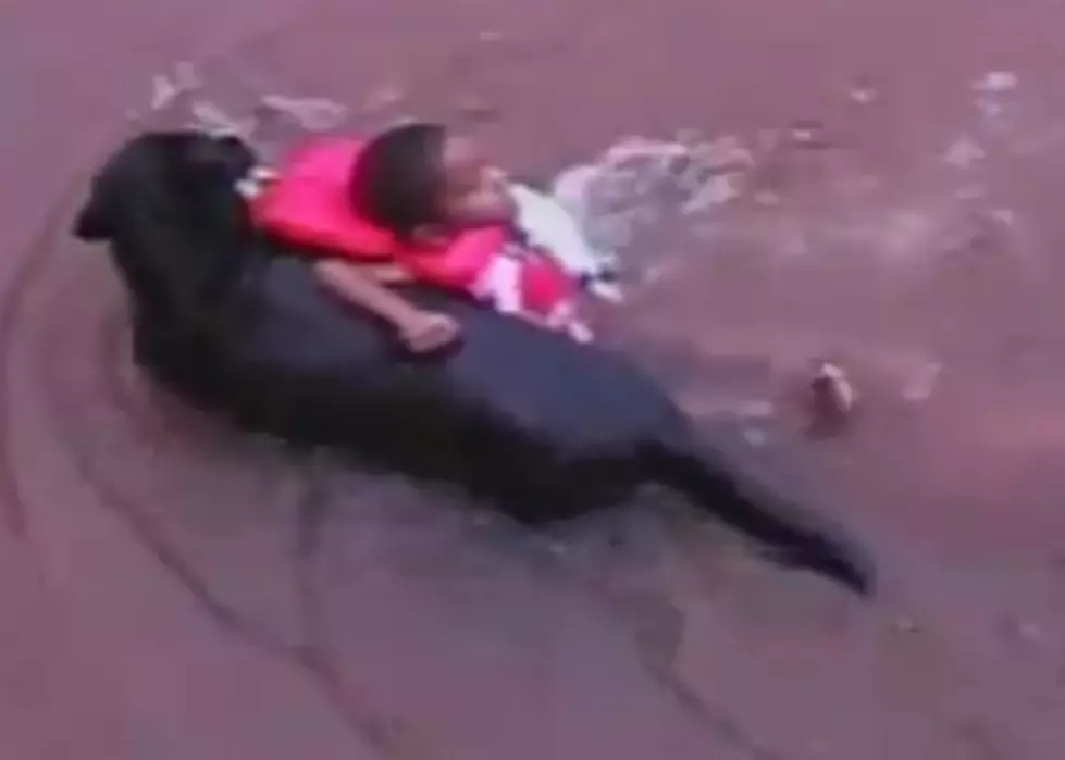 Dog Rescues Little Boy That He Thinks Is Drowning [VIDEO]