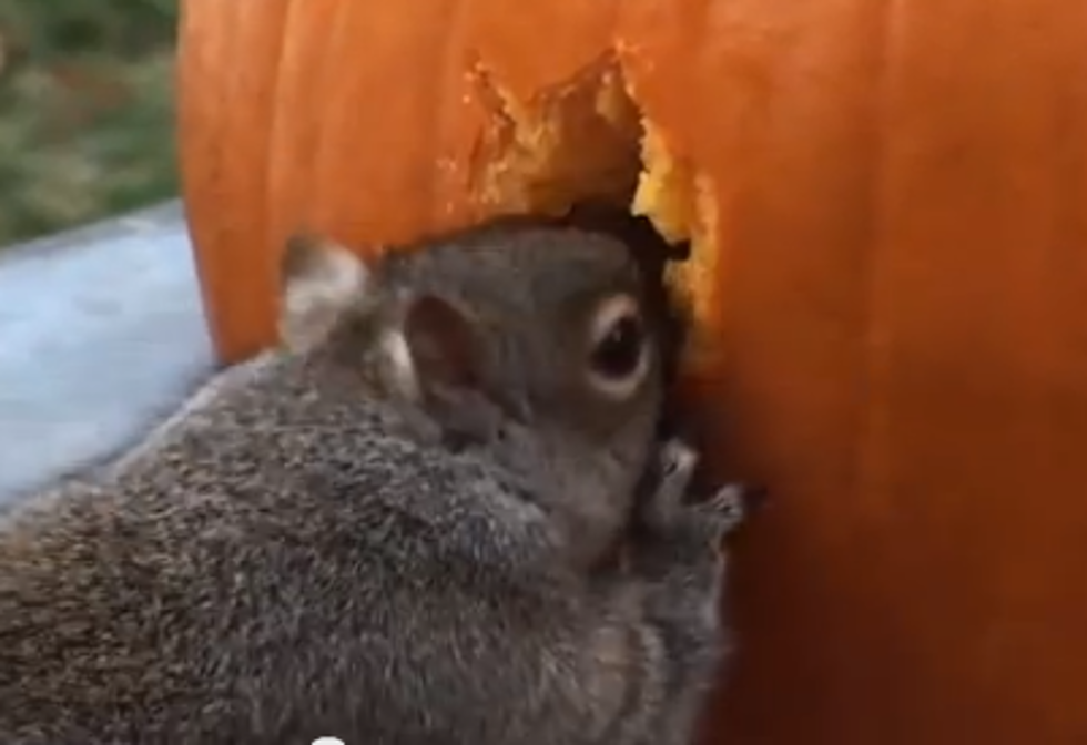 Squirrels Carve Face In Pumpkin [VIDEO]