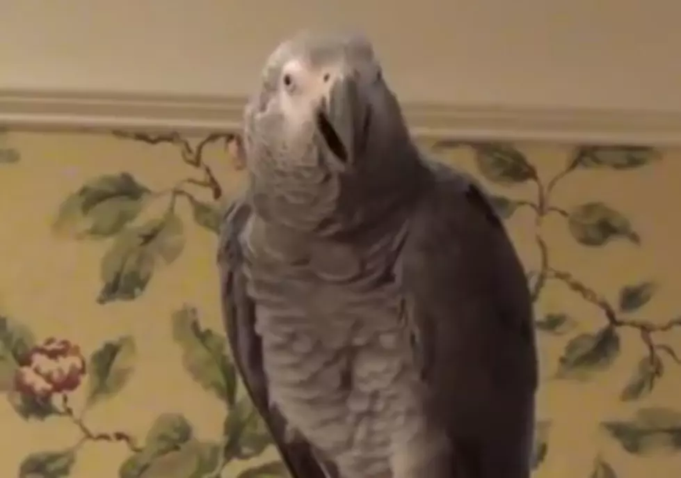 Parrot Mocks Matthew McConaughey’s ‘Alright, Alright, Alright’ [VIDEO]