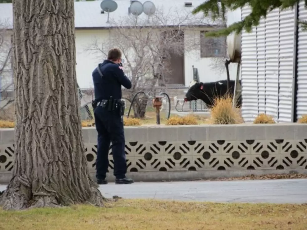 Cow Leads Police On Wild Chase After Escaping From Idaho Butcher Shop [PHOTOS]