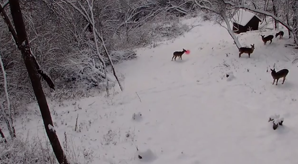 Hidden Cameras Catch Rudolph The Red Nose Reindeer In Action [VIDEO]