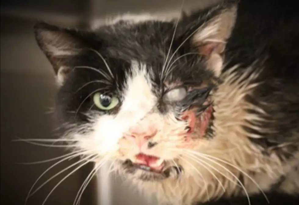 Zombie Cat Was Hit By Car, Buried, And Crawled Out Of Grave! [VIDEO]