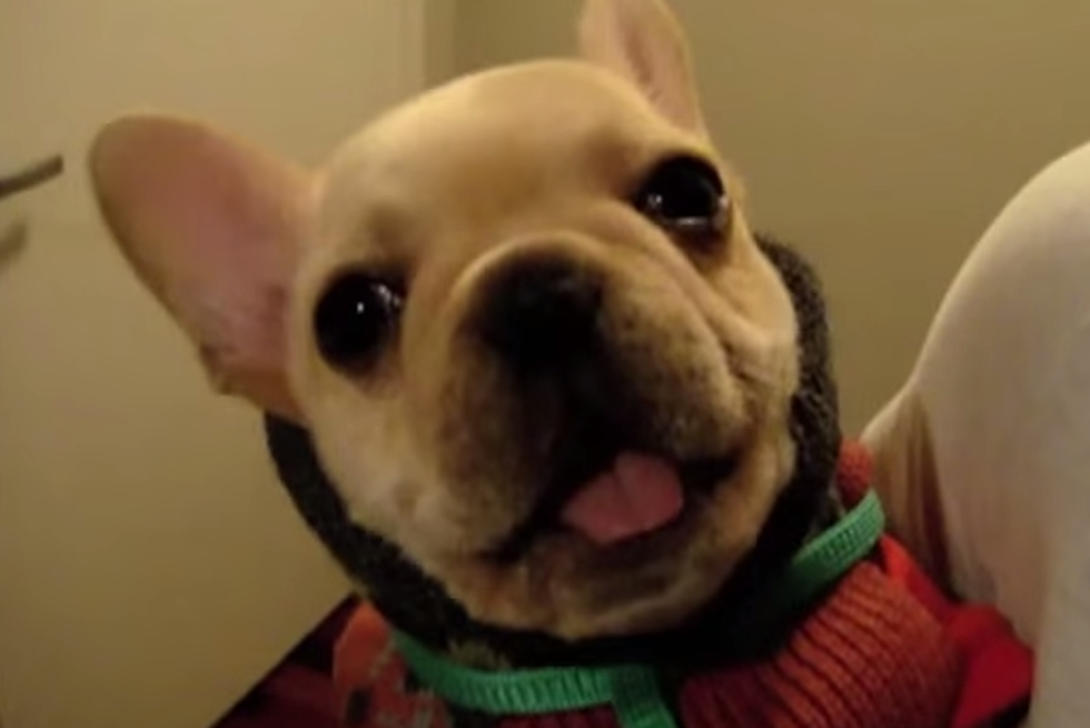 French Bulldog Says ‘I Love You’ To Owner [VIDEO]