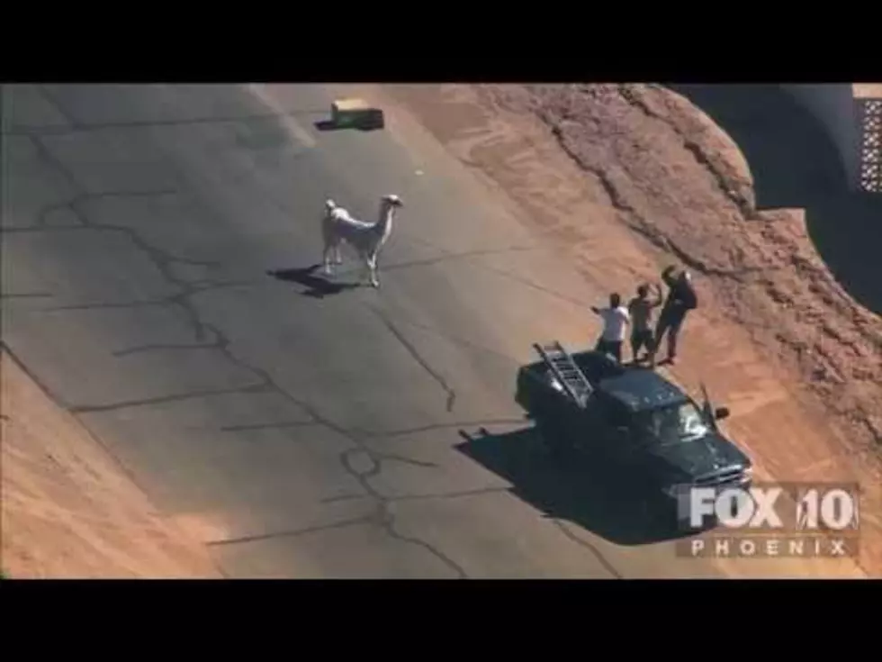 Two Llamas Get Loose In Arizona, Nearly Breaks Internet [VIDEO]