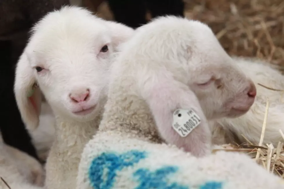 Lamb Born With A Human-Like Face [VIDEO]