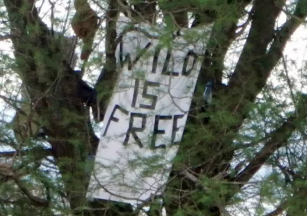 Man Protesting Golf Course Construction In New Orleans Falls From Tree