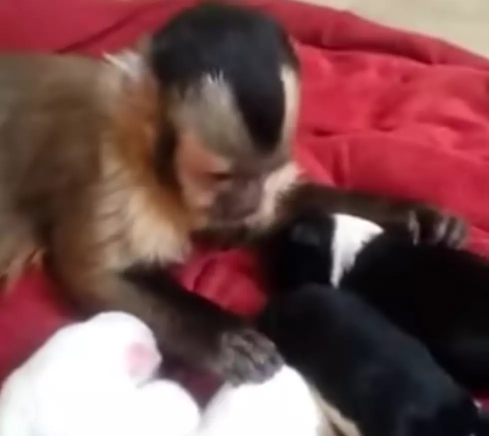 Monkey Pets Puppies In Precious Video [VIDEO]