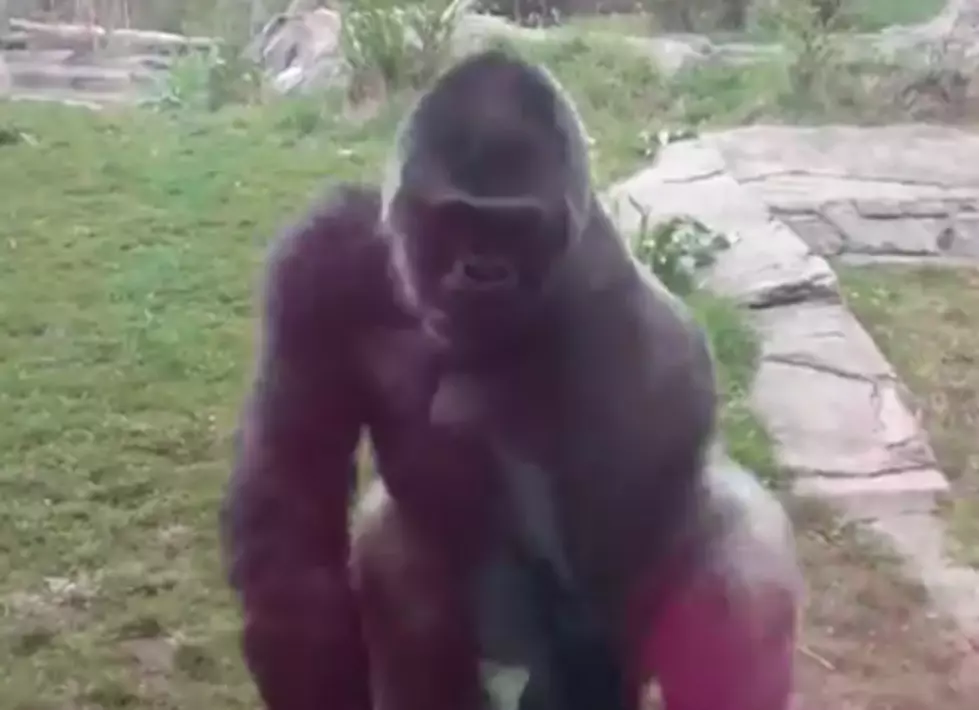 Gorilla Breaks Glass At Zoo Exhibit, Scares Kids [VIDEO]