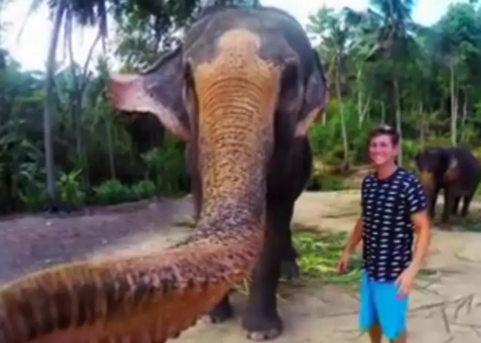 Elephant Grabs Selfie Stick and Creates An ‘Elphie’ [VIDEO]