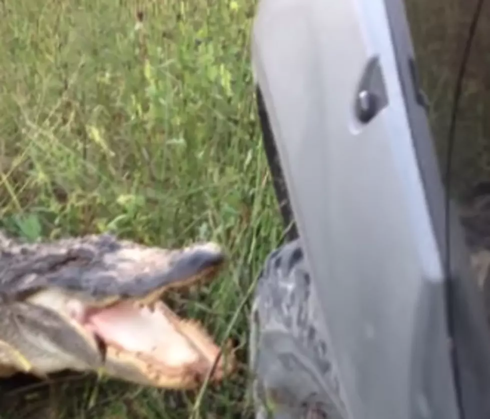 Gator Rips The Bumper Off Of A Truck [VIDEO]