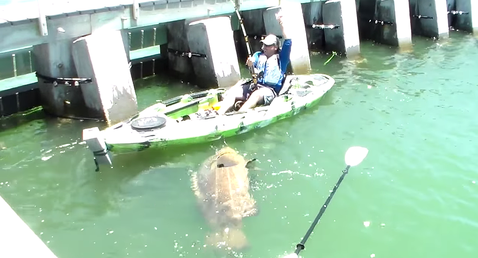 Guy Fishing From A Kayak Reels In Huge Fish [VIDEO]