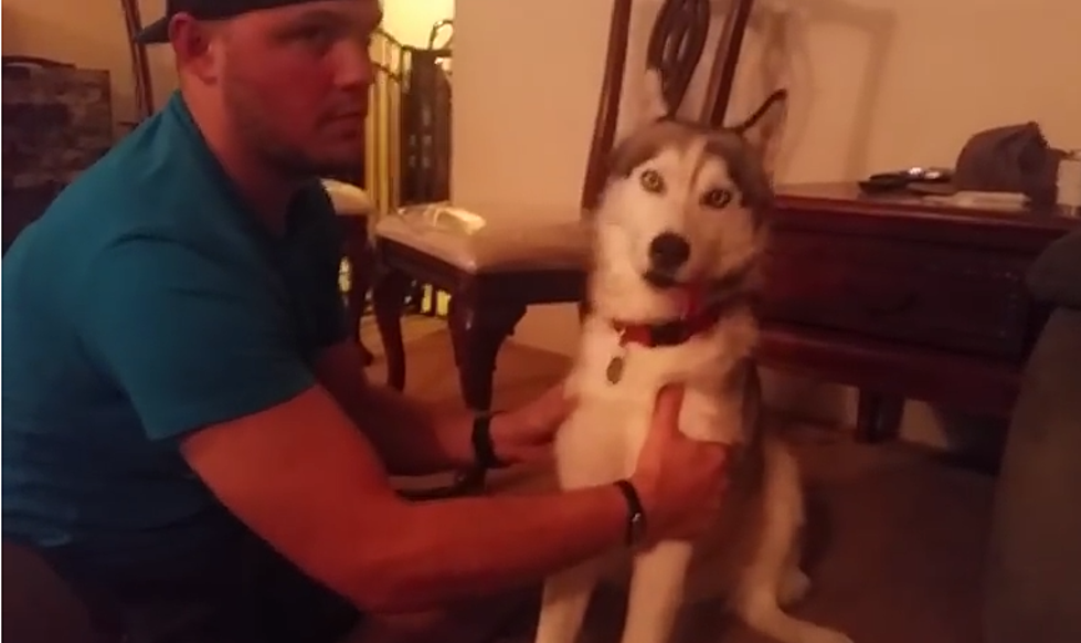 Horrifying Video Showing What Happens To Dog On Marijuana [VIDEO]