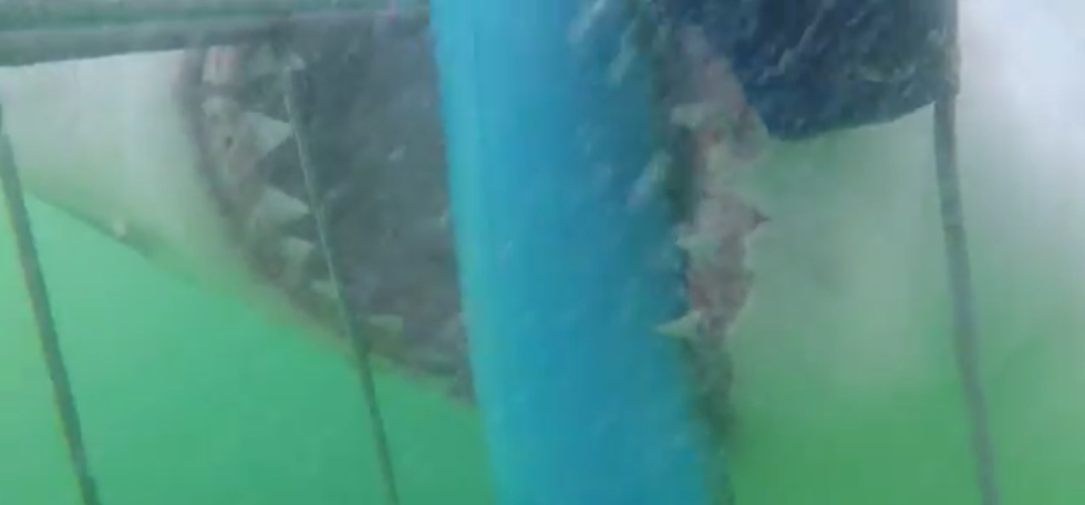 Jaws Really Does Exist And This Video Proves It [VIDEO]