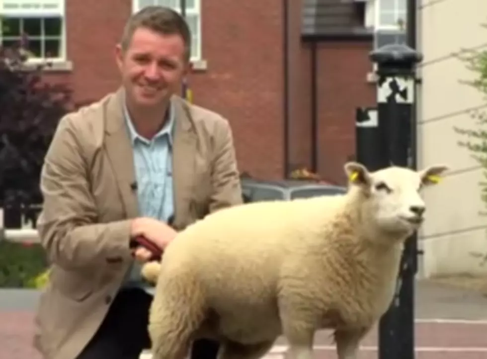 Sheep Urinates On Reporter’s Foot During Story [VIDEO]