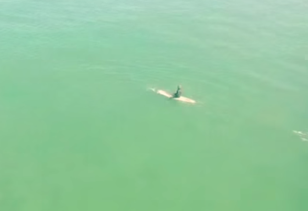 Drone Catches Shark In Water…Along With Surfers [VIDEO]