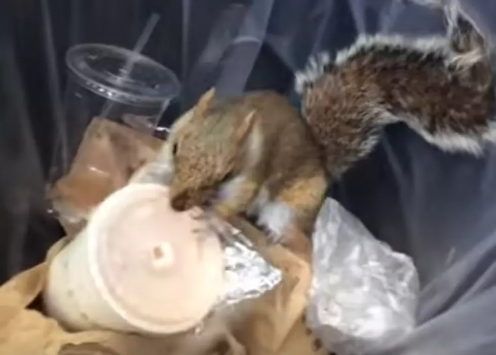 Squirrel Steals Milkshake From Trash Can [VIDEO]