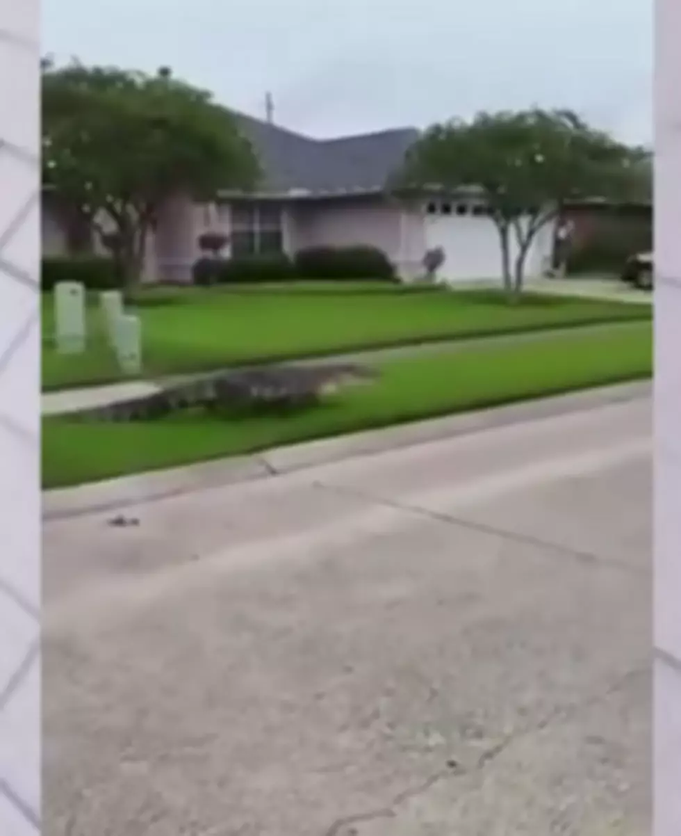 Alligator Crawls From Storm Drain In LaPlace, Just A Normal Day In Louisiana [VIDEO]