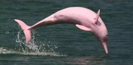 Rare Pink Dolphin Spotted by Fisherman in Louisiana