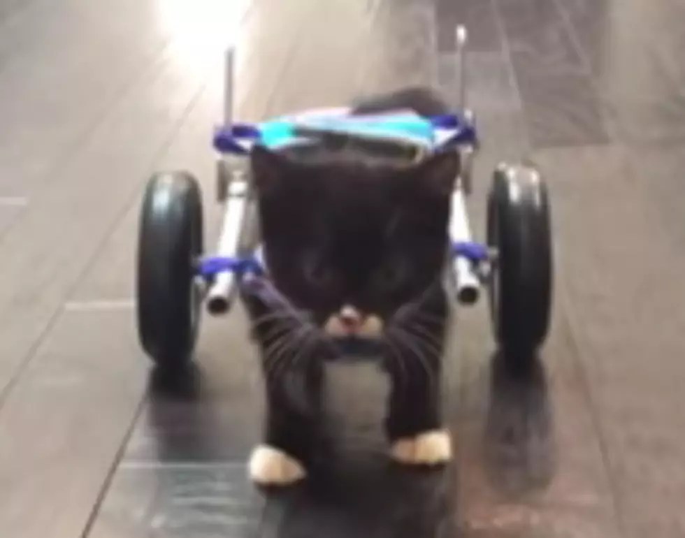 Kitten Takes First Steps With Help Of Wheelchair [VIDEO]