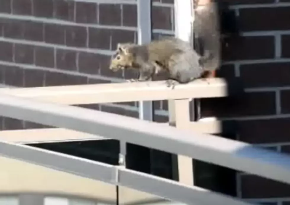 Squirrel Jumps From Building, 21 Stories High [VIDEO]