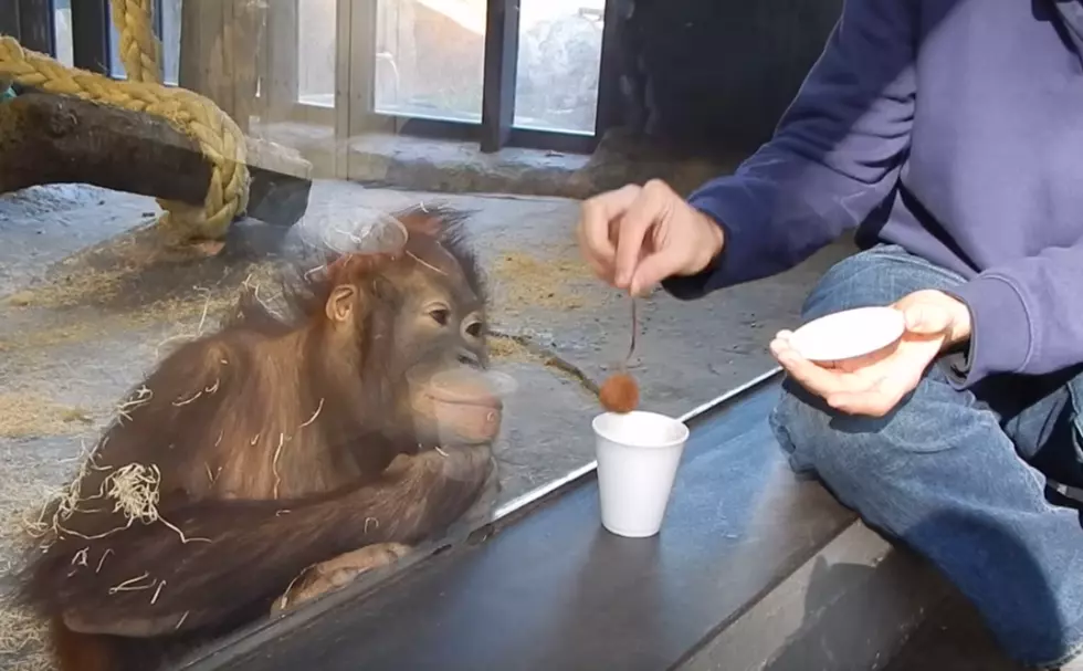 Watch This Orangutan Totally Lose It Over A Simple Magic Trick [VIDEO]