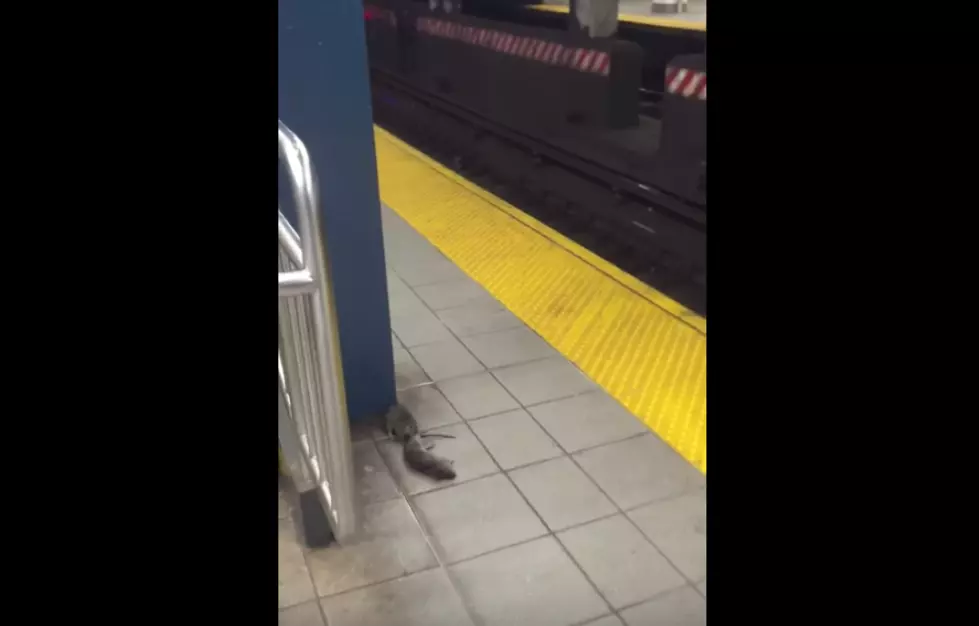 NYC “Pizza Rat” Shows A Cannibalistic Dark Side [VIDEO]