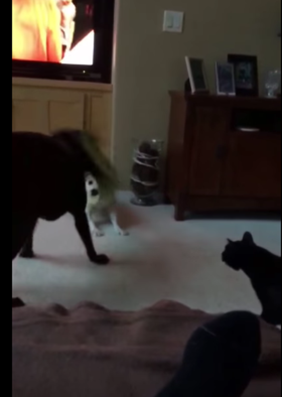 A Cat Fed Up With Dogs Fighting, Took Things Into His Own… Paws [VIDEO]