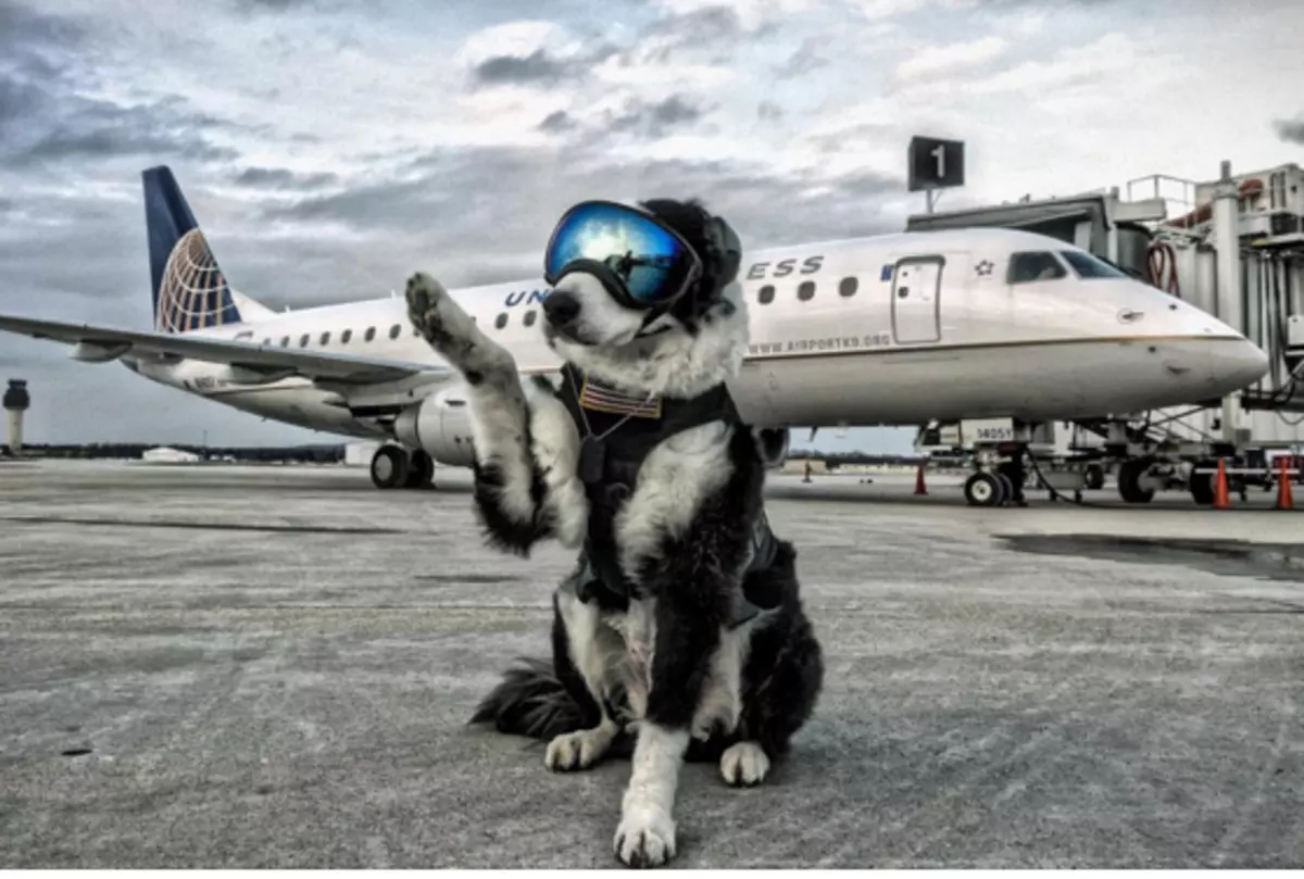 Собака в аэропорту. Животные в аэропорту. Пес и посадочная полоса. Смешная собака в аэропорту.