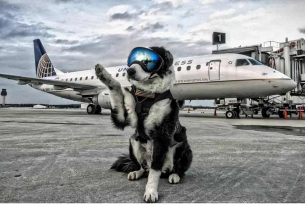 Dog Hired To Chase Animals Off Airport Runway [VIDEO]