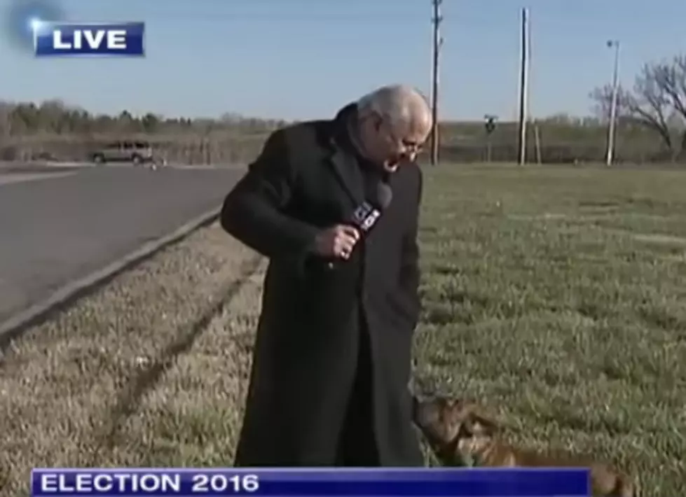 Stray Dog Won&#8217;t Leave Reporter Alone While On LIVE Television [VIDEO]