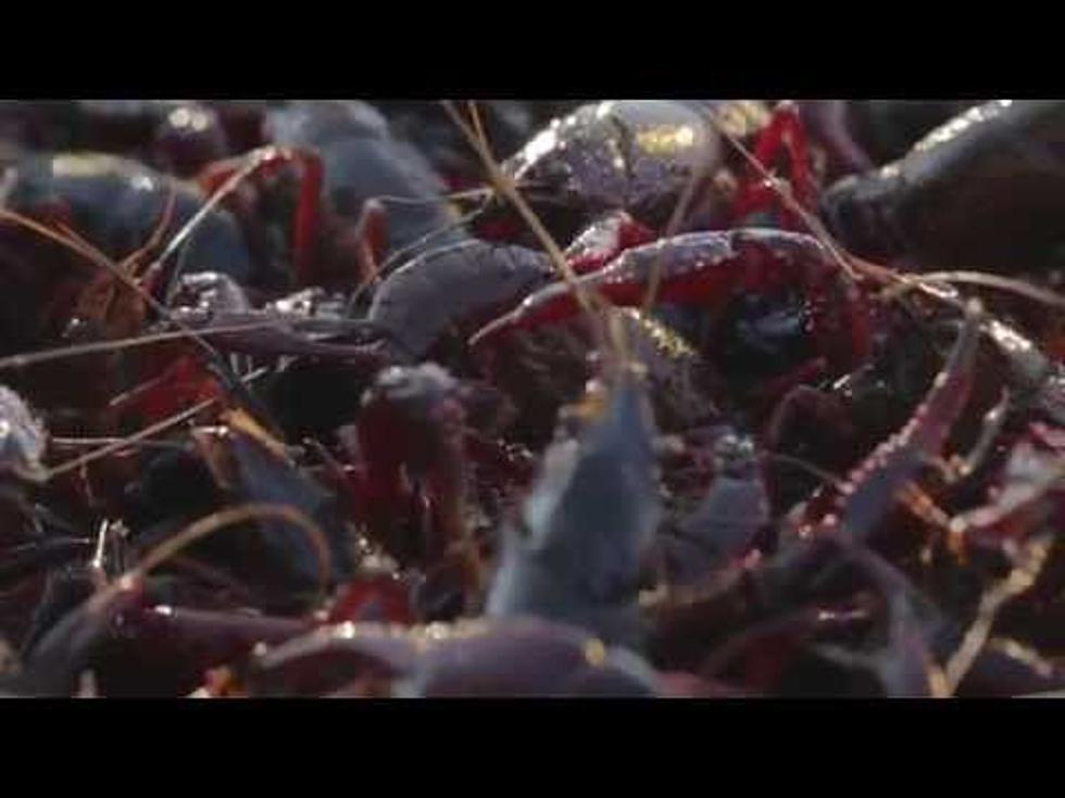 One Of The Greatest Videos On Where Crawfish Come From [VIDEO]