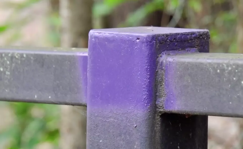 What Does Purple Paint On Posts And Trees Mean? [VIDEO]