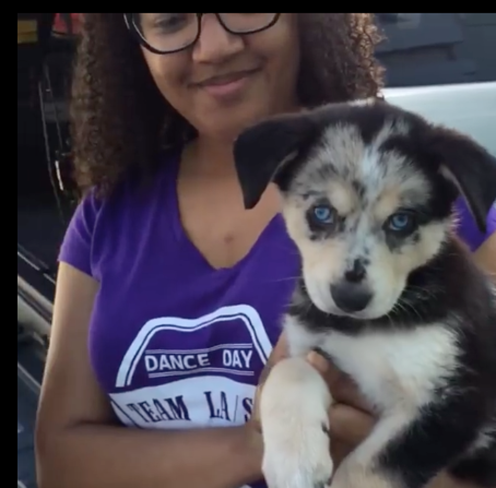 Uber Will Bring You Puppies For A Great Cause [VIDEO]
