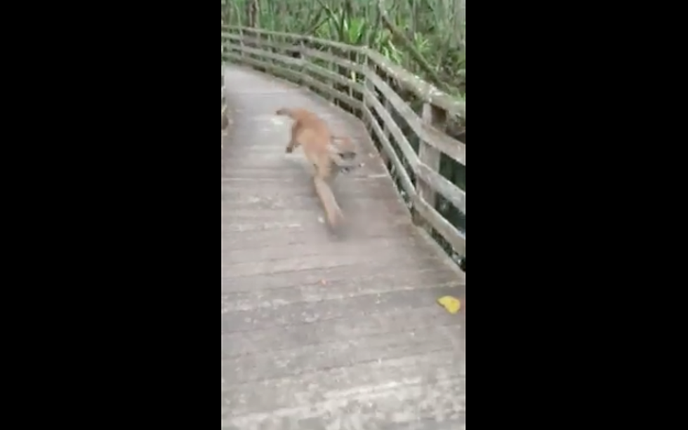 Woman On Nature Swamp Walk Gets Unlikely Encounter [VIDEO]