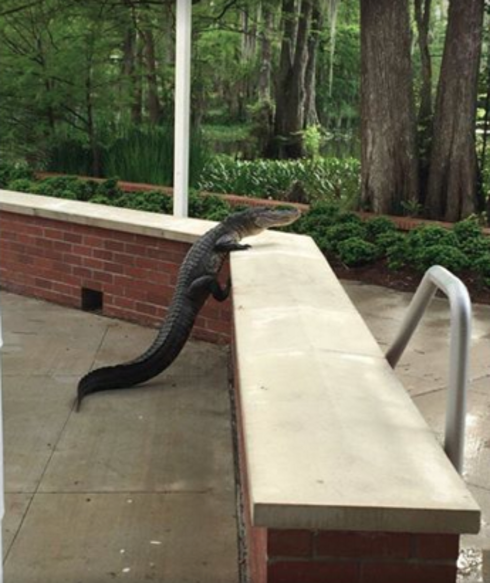 Alligator Escapes Cypress Lake On UL Campus [PICS]