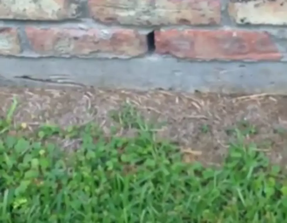 Snake Spotted Entering Building In Lafayette Through Weep Hole [VIDEO]